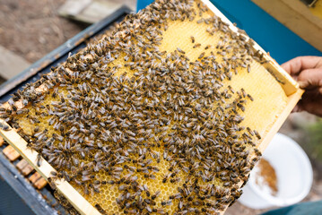 Fantastic beehive producing honey, nature, man and bee, Poland - 752153496