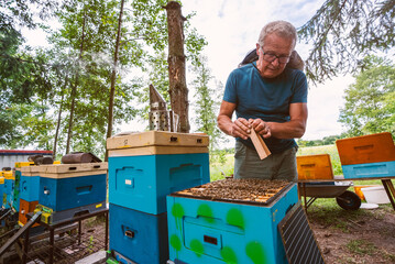 Fantastic beehive producing honey, nature, man and bee, Poland - 752153608