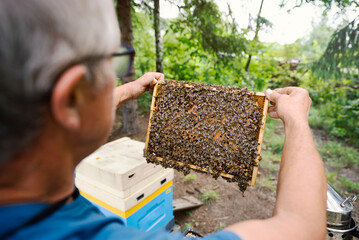 Fantastic beehive producing honey, nature, man and bee, Poland