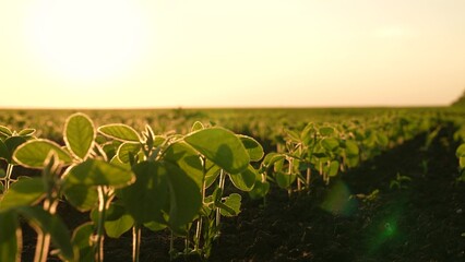 young sprout growing fresh soil where agronomy sunshine help produce soybeans farm. compost...