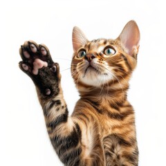 Bengal Cat Catching Paw on White Background