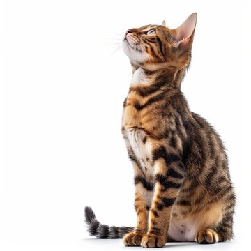 Bengal Cat Scratching Looking Up