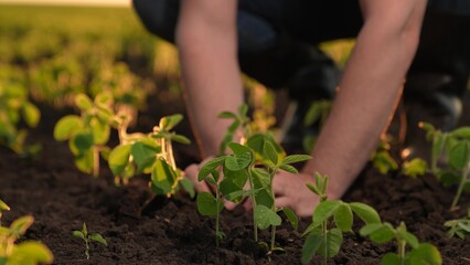 farmer hands, hand planting fresh seedling sunset, young sprout business, food planting sprouts...