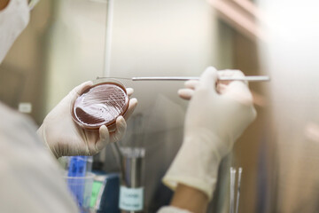 A research laboratory Streak colony on a petri dish in microbiology lab for antibiotic resistance,...
