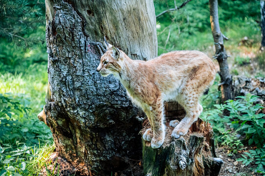 Lynx in the woods (zoo)