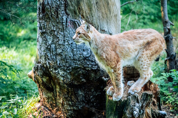 Fototapeta premium Wild cat in the zoo