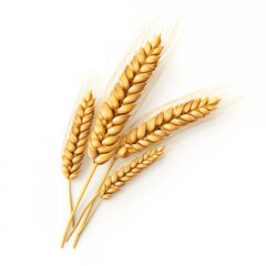 Wheat ears or heads set isolated on white background. Package design element with clipping path