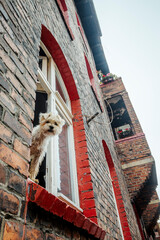 Cute hairy dog sticking out of the window in brick tenant house in Nikiszowiec, Katowice, Poland - 752156091