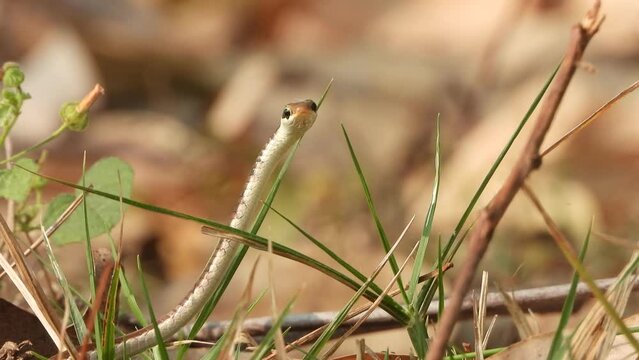 Bronzeback tree snake looking on camera .