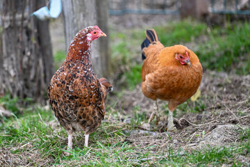 AUT, Gnadenhof Wiesmayrgut, Familie Fuchsberger, Gunskirchen