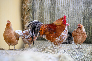 AUT, Gnadenhof Wiesmayrgut, Familie Fuchsberger, Gunskirchen