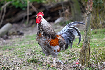 AUT, Gnadenhof Wiesmayrgut, Familie Fuchsberger, Gunskirchen