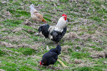 AUT, Gnadenhof Wiesmayrgut, Familie Fuchsberger, Gunskirchen