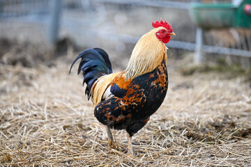 AUT, Gnadenhof Wiesmayrgut, Familie Fuchsberger, Gunskirchen