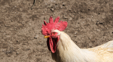 domestic birds in the yard