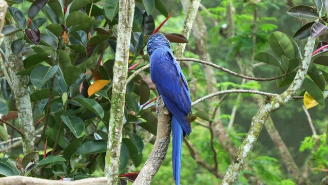 Hyacinth macaw, anodorhynchus hyacinthinus with striking blue plumage, perched on tree branch, curiously wondering around its surrounding environment, close up shot of a vulnerable bird species.