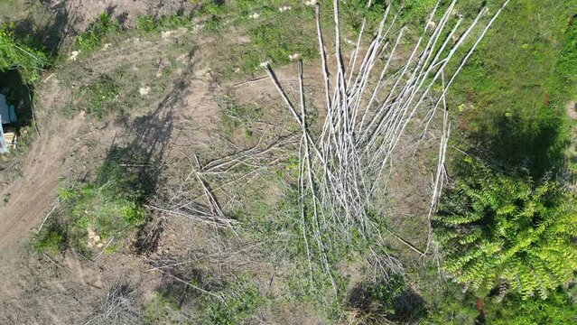 Trees mowed down for deforestation in south Thailand