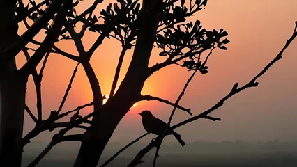 Gordijnen sunset on the tree © adop