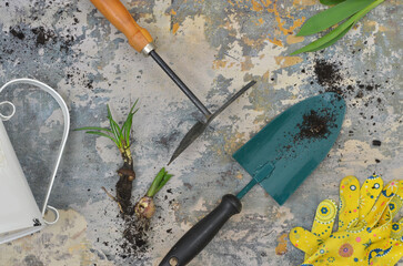 Gardening tools and seedlings on the table, preparations for gardening, top view. 