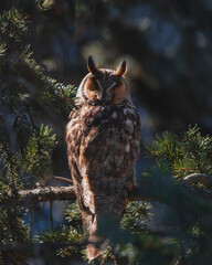 A long-eared owl sits on a tree branch. Portrait of a Eurasian eagle owl. Close-up. Wild nature. Sunny day.