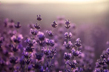 Schilderijen op glas Lavender flower background. Violet lavender field sanset close up. Lavender flowers in pastel colors at blur background. Nature background with lavender in the field. © svetograph