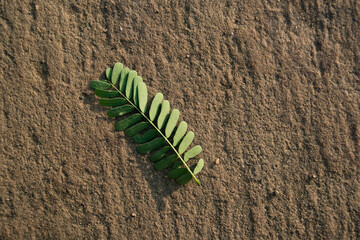 Navagam, Gujarat / India - November 14, 2007 : Close-up of tamarind tree leaves.