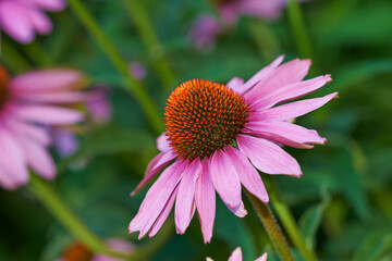 Fototapeta premium Coneflower, nature and flowerbed on spring closeup, medicinal plant for fresh vegetation. Pollen and ecology or biodiversity or environmental sustainability, Echinacea purpurea or growth or earth day