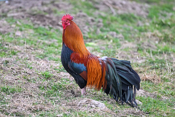 AUT, Gnadenhof Wiesmayrgut, Familie Fuchsberger, Gunskirchen