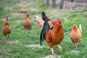 AUT, Gnadenhof Wiesmayrgut, Familie Fuchsberger, Gunskirchen