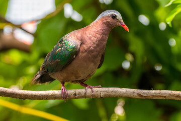 The emerald dove or common emerald dove (Chalcophaps indica), also called Asian emerald dove and grey-capped emerald dove