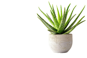 The Elegant Aloe Vera Display Isolated On Transparent Background