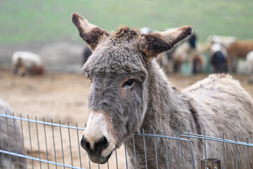 AUT, Gnadenhof Wiesmayrgut, Familie Fuchsberger, Gunskirchen