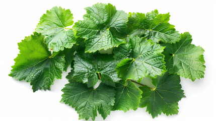 Close up fresh Green grape leaves isolated on white