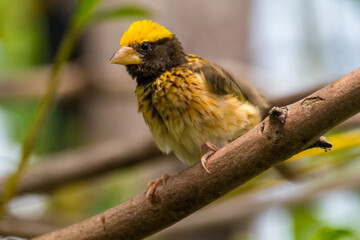 The baya weaver (Ploceus philippinus) is a weaverbird found across the Indian Subcontinent and Southeast Asia