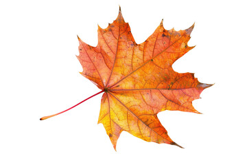 Single Leaf of Autumn Isolated On Transparent Background