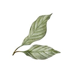 Watercolor avocado leaves illustration. Hand drawn botanical foliage drawing. Tea leaf. Green plant on isolated background for pack, card, invitation, fabric © Daryartsy