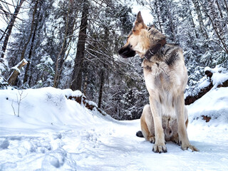 Dog German Shepherd in a forest or in a park in a winter day and white snow arround. Waiting eastern European dog veo and white snow