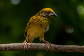 The baya weaver (Ploceus philippinus) is a weaverbird found across the Indian Subcontinent and Southeast Asia