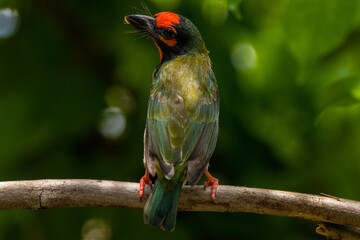 The coppersmith barbet (Psilopogon haemacephalus), also called crimson-breasted barbet and coppersmith