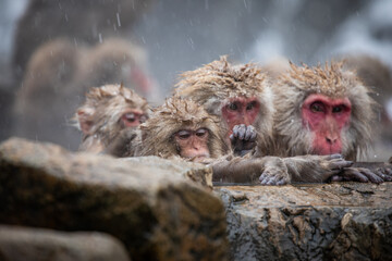 Snow monkies