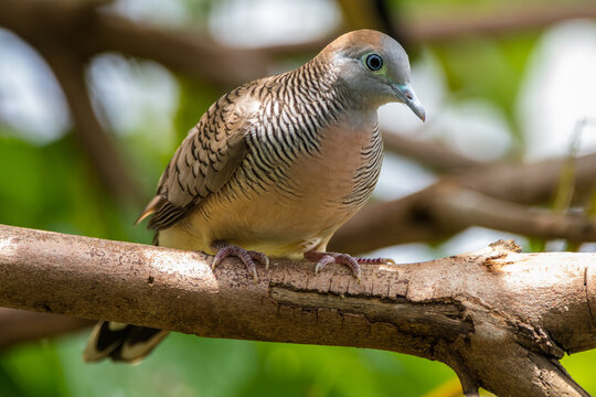 The zebra dove (Geopelia striata), also known as the barred ground dove, or barred dove, is a species of bird of the dove family, Columbidae - Powered by Adobe