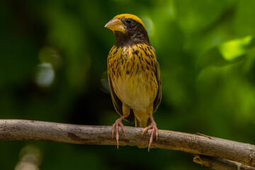 The baya weaver (Ploceus philippinus) is a weaverbird found across the Indian Subcontinent and Southeast Asia
