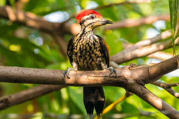 The common flameback or common goldenback (Dinopium javanense) is a species of bird in the family Picidae