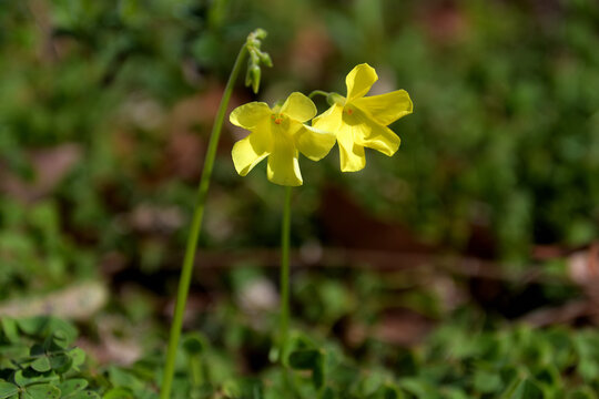 黄色い花を咲かせたオキザリス・ペスカプラエ