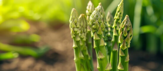 Growing asparagus harvest and producing vegetables cultivation. Concept of small eco green business organic farming gardening and healthy food