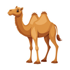 Camel illustration on White Background