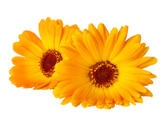 Orange Marigold flower isolated on white or transparent background. Calendula medicinal plant,...