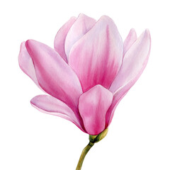 Watercolor magnolia flower. Beautiful pink spring magnolia flower isolated white. flora Watercolor Botanical painting © Hanna
