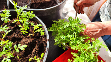 Planting marigold flowers in pot. Reproduction of plants in spring. Young flower shoots and greenery for garden. The hands of an elderly woman, a bucket of earth and green bushes and twigs with leaves