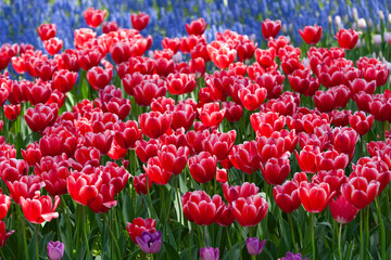 満開チューリップ畑